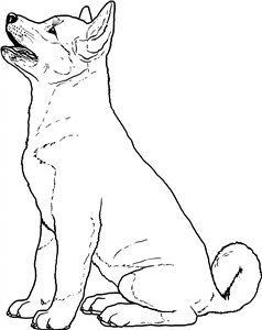 Akita Puppy