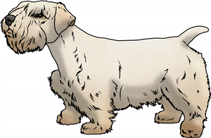 Sealyham Terrier
