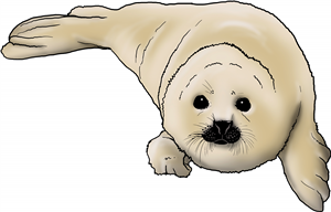 Seal Pup