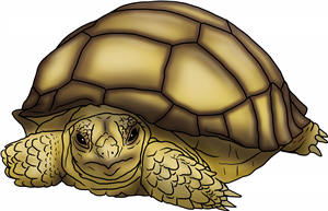 Tortoise Hatchling