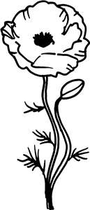Poppy