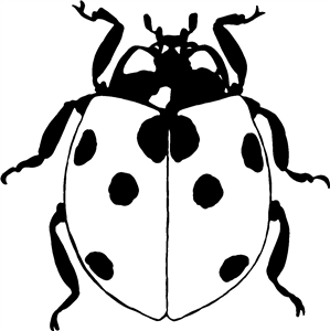 Ladybird