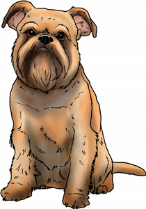 Brussels Griffon