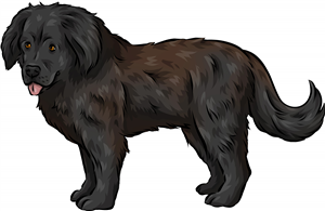 Newfoundland Dog