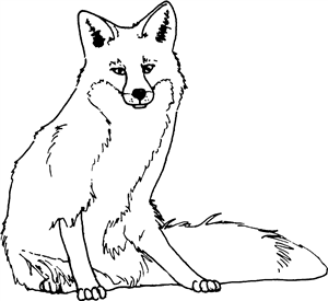 Sitting Fox
