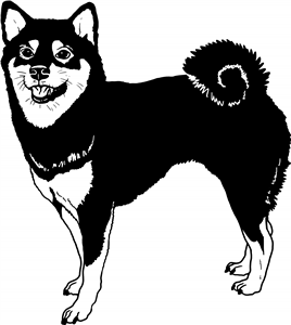 Shiba Inu