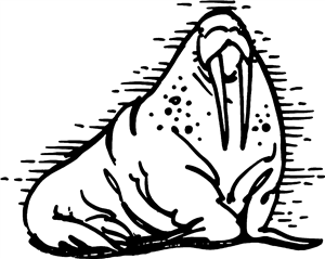 Walrus