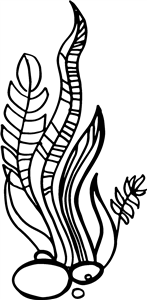 Seaweed