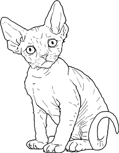 Devon Rex Kitten